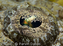 corocodile fish eye.taken at st john's,egypt by Parvin Dabas 